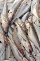 Moli dell'Adriatico appena pescati