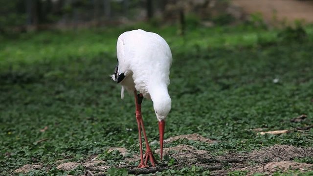 Storch suchend auf der Wiese