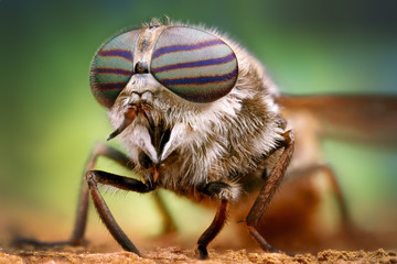 Horse fly