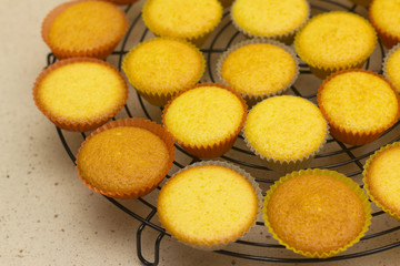 Freshly backed cupcakes on a backing rack. SDF.