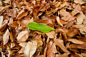 Green leaf on dry leaf background
