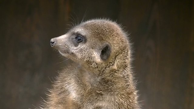Erdm&auml;nnchen