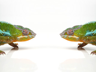 Zwei Chamäleons