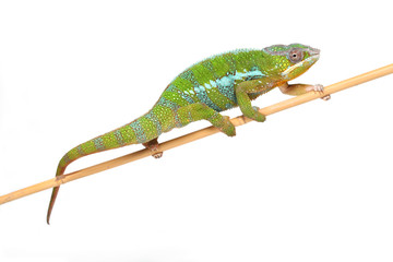 Chamäleon auf Bambus