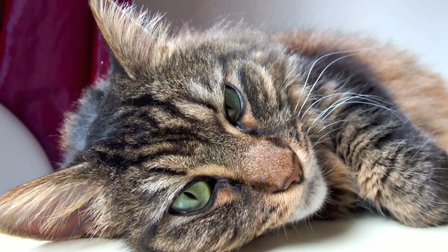 chatte se r&eacute;veille