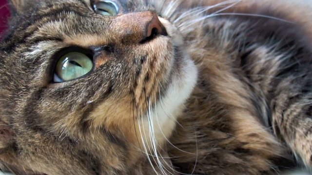 yeux de chatte