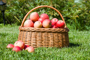 basket with red apples costs