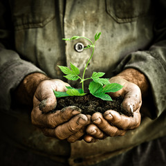 Man hands holding a green young plant