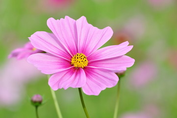 Obraz premium コスモス