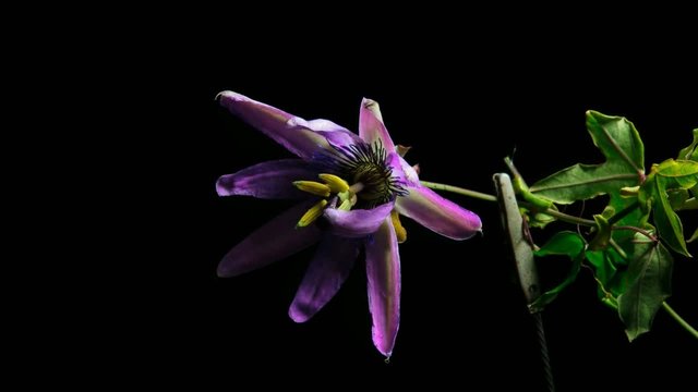 passiflora time lapse