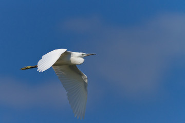 Little egret (Egretta garzetta)