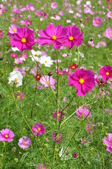 コスモス