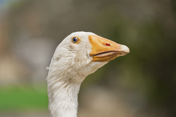 White goose