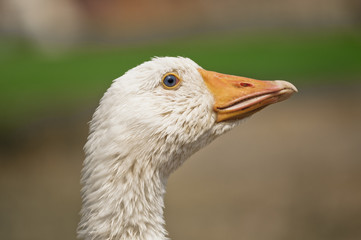 White goose
