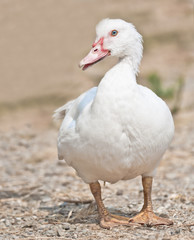White duck
