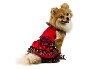 The cute Pomeranian dog over white