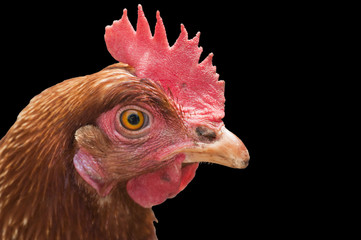 Hen