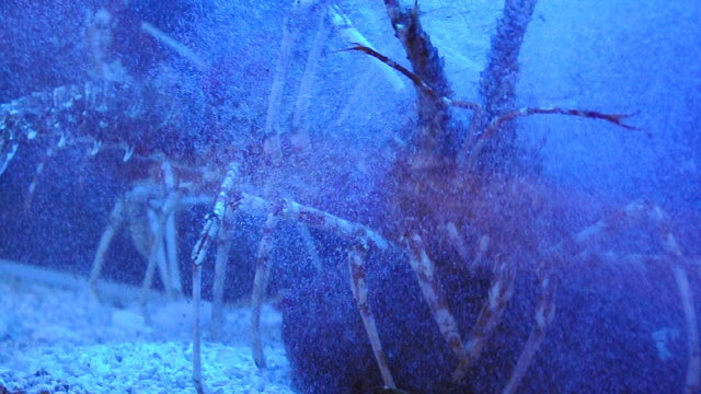 Hummer und Langusten im Aquarium