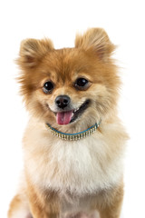 The cute Pomeranian dog over white
