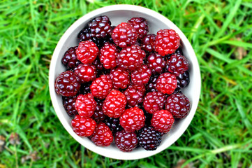 moras