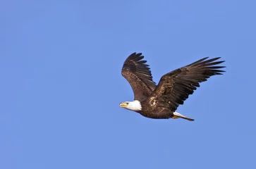 Photo sur Plexiglas Aigle Pygargue à tête blanche en vol