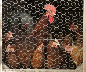 Chickens in Coup © Catherine Murray