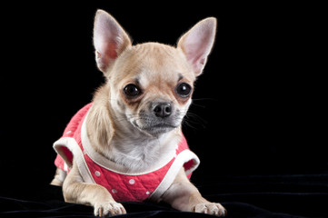 chihuahua dog wearing a red dress