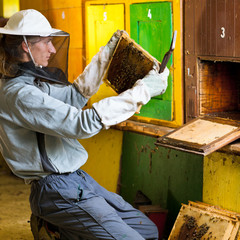 Beekeeper working in an apiary holding a frame
