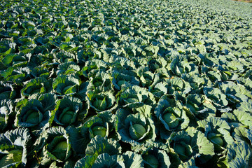 Fototapeta premium Cabbage field