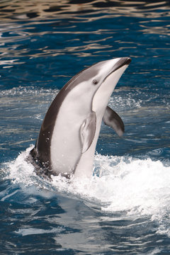 Vertical Dolphin