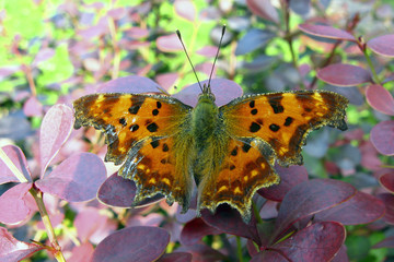Buttefly Polygonia C album
