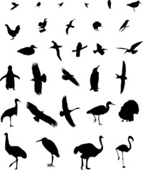 Birds collection silhouette - vector