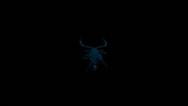 UV Lighted Scorpion Glowing and Walking on Black