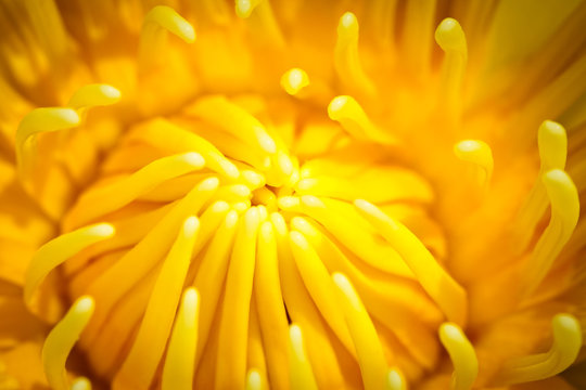 Fototapeta Closeup yellow pollen of lotus flower