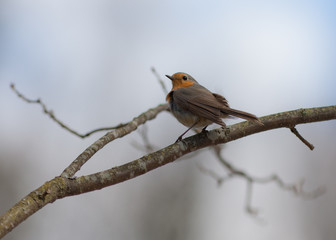 Robin on a tree