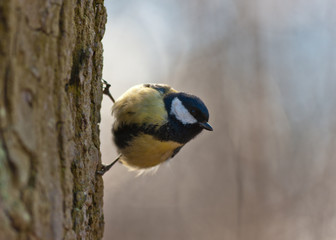 Titmouse on a tree trunk