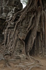 Fototapeta na wymiar Angkor wat jungle temple