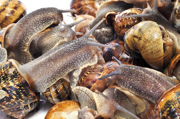 land snails