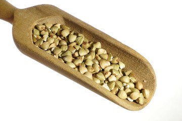 Chicory (Cichorium Intybus) on wooden spoon