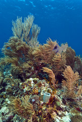 Fototapeta na wymiar Coral reef off coast of Honduras