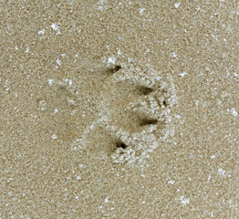 Paw stamp.