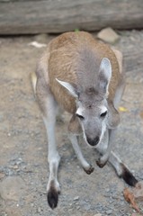 カンガルーの子供　全身