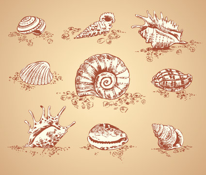 Collection graphic images seashell, vector set