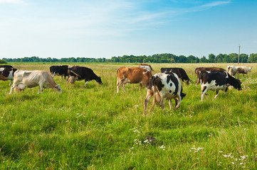 grazing cows