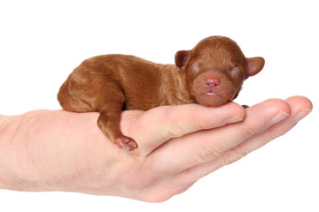 Poodle puppy (2 day) lies in hand