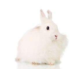 Fluffy white rabbit isolated on white