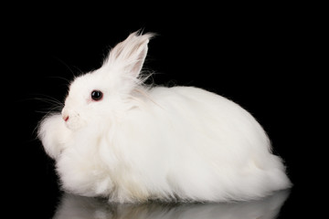 Fluffy white rabbit on black background