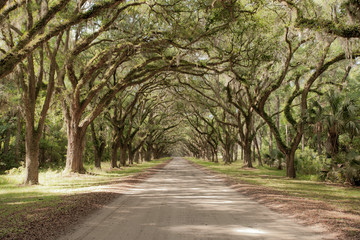 Road covered by southern oaks in Georgia plantation - obrazy, fototapety, plakaty