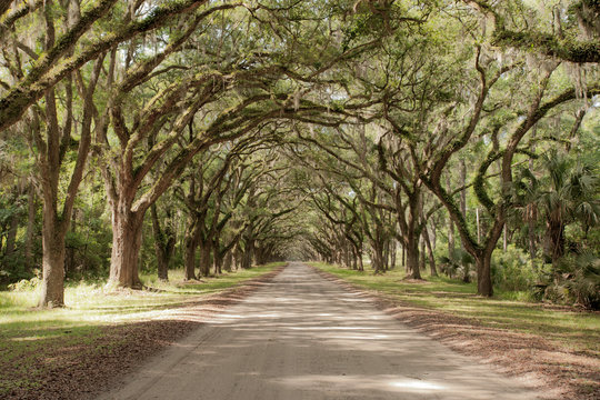 Road covered by southern oaks in Georgia plantation
