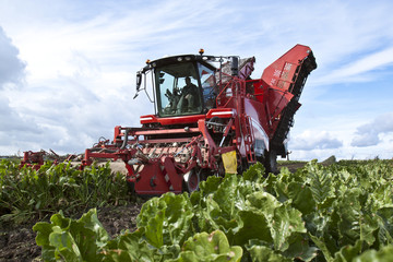Rübenernte 2011